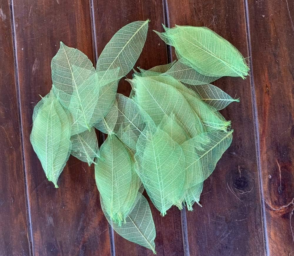 100 Pcs 4-5 Inch Skeleton Leaves Rubber Tree Natural Scrapbooking Craft DIY Card Wedding, Large Leaves (Green Color) image number 4