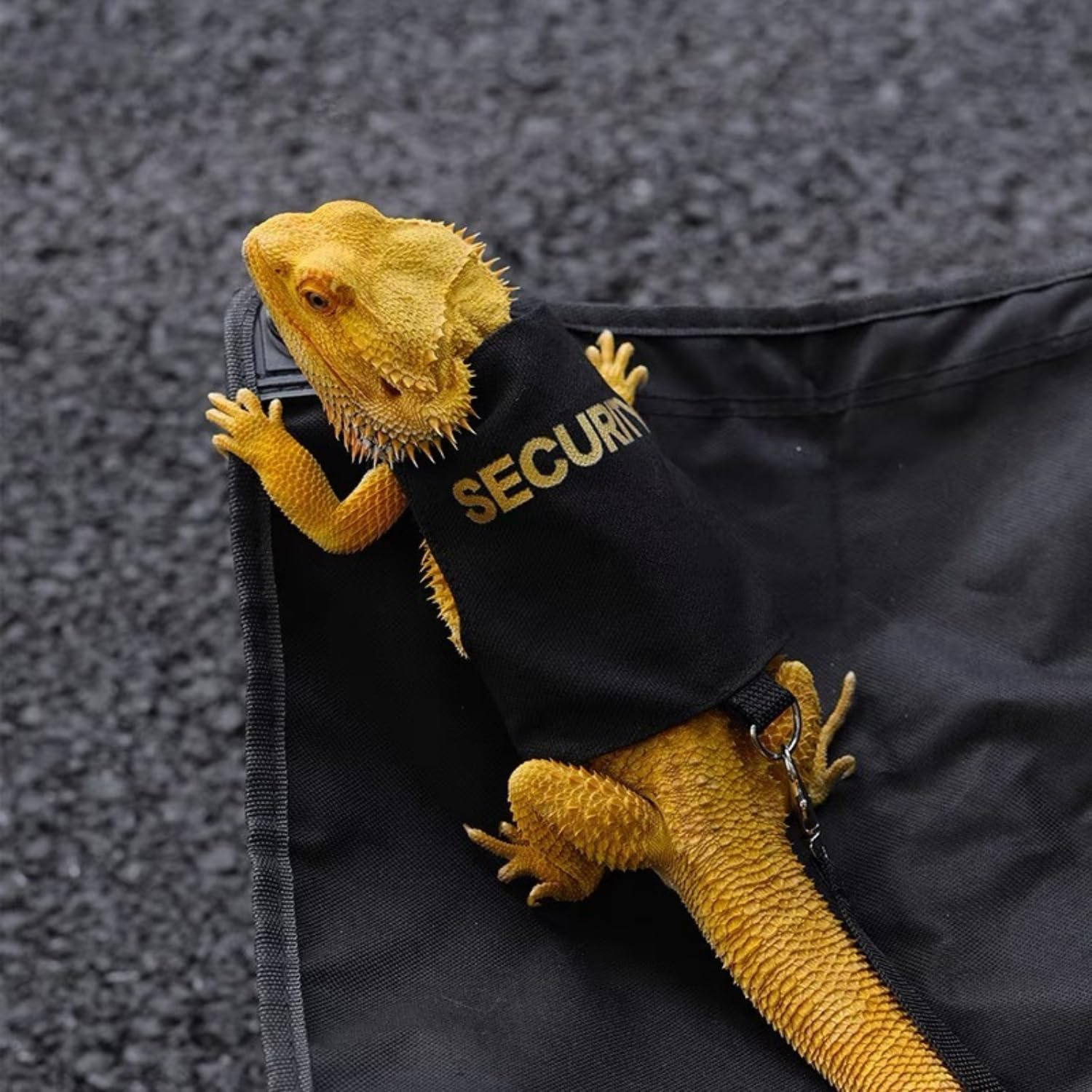 Bearded Dragon Harness and Leash Set - Adjustable Lizard Traction Rope Escape Proof Outdoor Walking Training Leash Reptile Security Costume Accessories for Bearded Dragon Lizard Small Pets (Black) image number 5