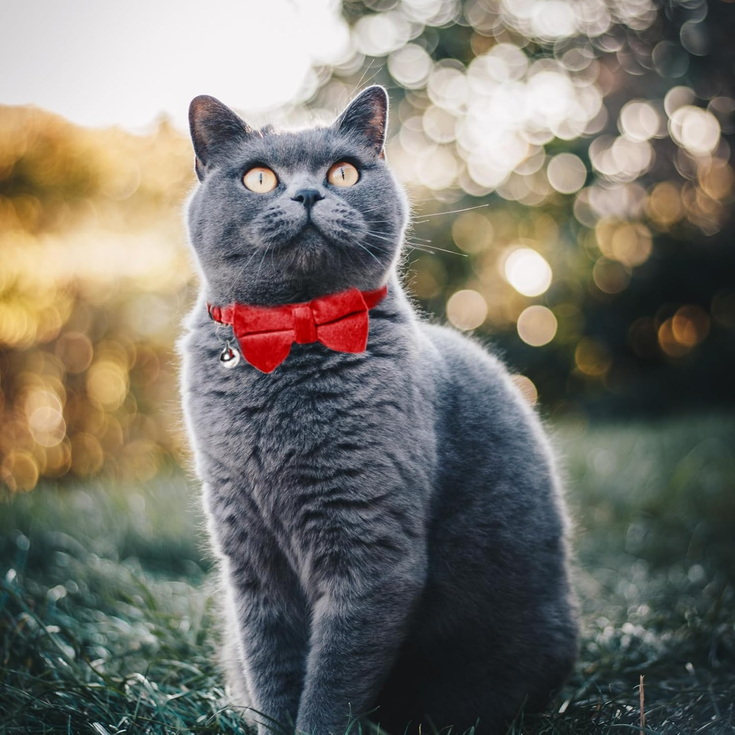 Pack of 2 Cat Collars Breakaway Safety Bow Tie Cat Collar with Bell Adjustable Velvet Kitten Collars Small Puppy Bow Tie Collar for Wedding Birthday Party image number 4