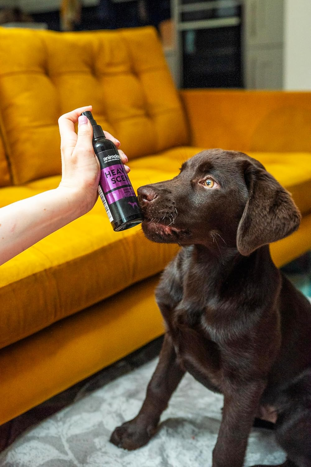 Animology Heaven Scent Body Mist, 150 Ml image number 6