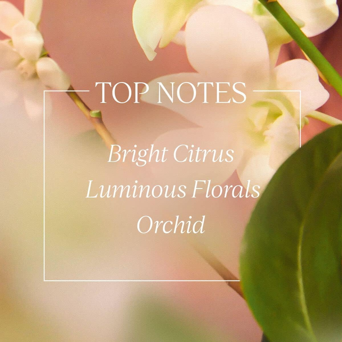 L'Occitane Neroli and Orchid Body Milk 250 Ml