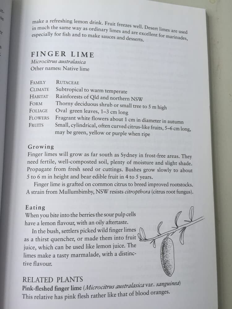 Grow Your Own Bushfoods: a Complete Guide to Planting, Eating and Harvesting image number 5