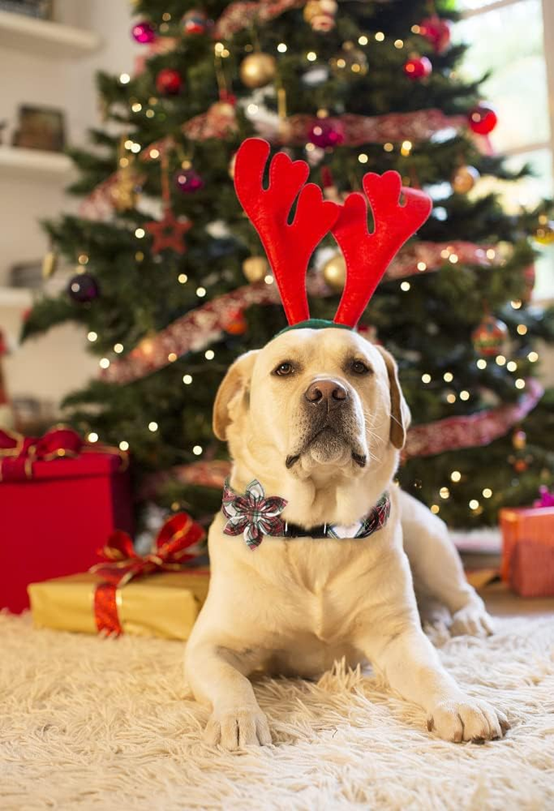 ARING PET Dog Collar with Flower, Dog Collar with Removable Flower, Adorable and Adjustable Christmas Dog Collar for Boy and Girl Dogs. image number 6