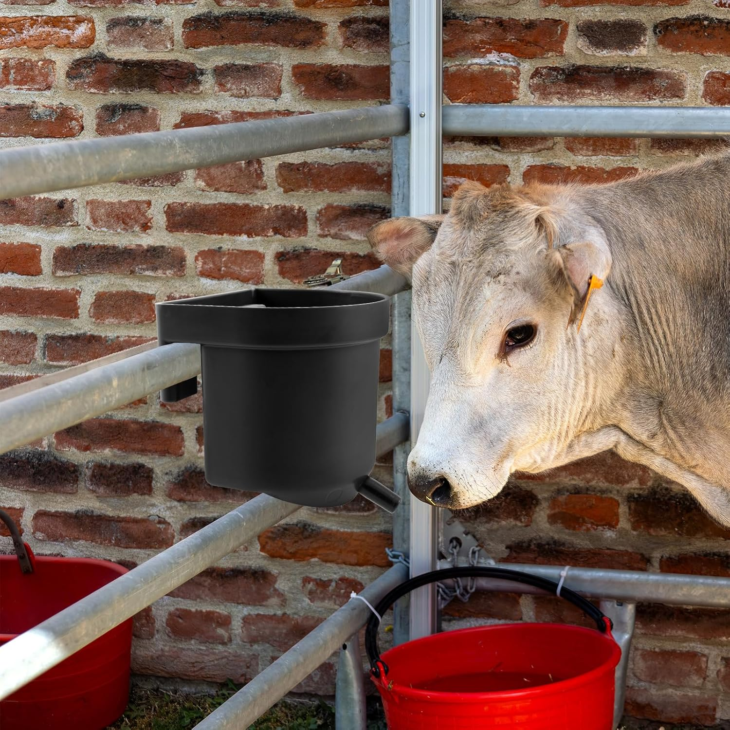 Abbylike 2 Pack 4 Quart Single Teat Calf Milk Feed Bucket Hook over Hanging Calf Feeder Bucket with Nipple Mountable Plastic Livestock Feeder for Farm Stall Barn Cowshed Cattle Housing Feeding image number 1