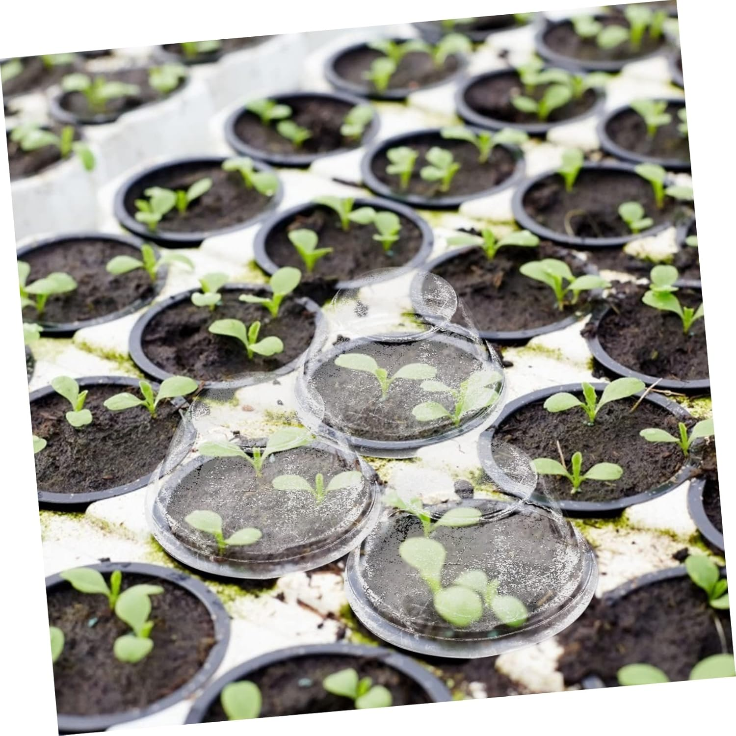 NULYLU Moisture Retaining Plant Covers 50Pcs Clear Covers for Garden Indoor Plants Hydroponics Practical Planting Supplies image number 4