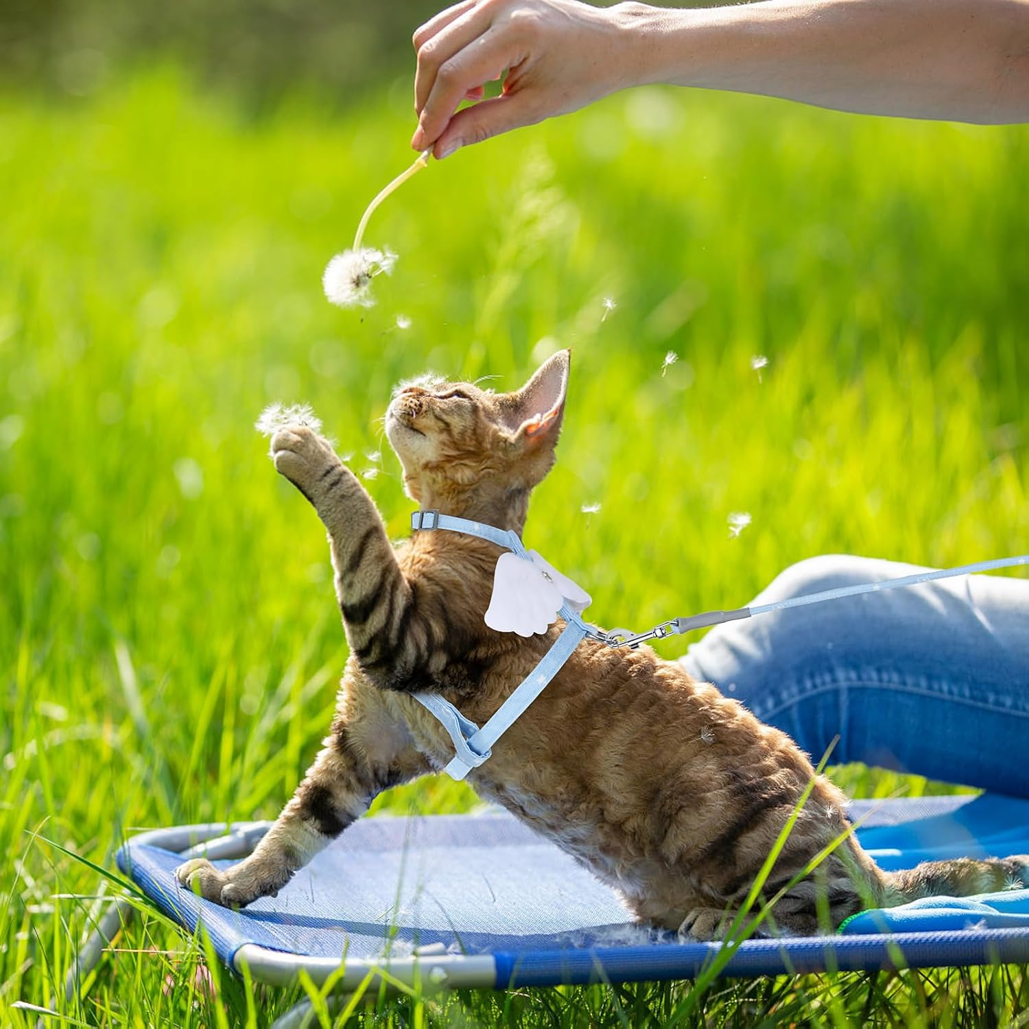 TIESOME Cat Harness and Leash Set, Adjustable Gradient Kitten Harness Escape Proof Harness with Leash for Kitty Outdoor Walking (Sky Blue) - Orange image number 7