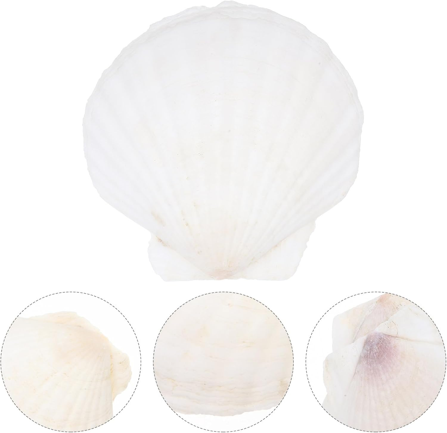 NOLITOY 40 Pcs Natural Shell Decoration Ocean Ornaments Sea Shell Christmas Ornaments Nautical Party Favors Desk Topper Scallop White Decorations Seashells for Crafts Bead Large Seaside image number 5