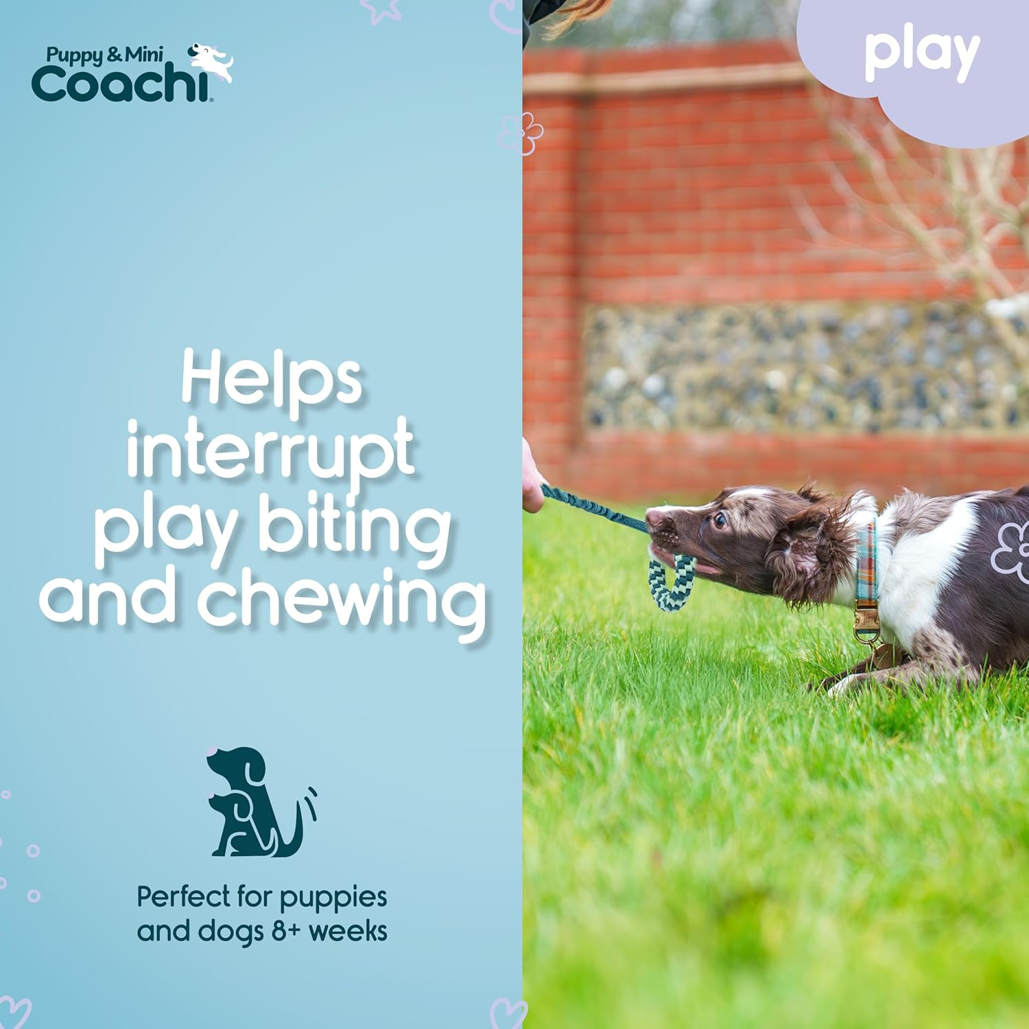 Coachi Puppy & Mini Tuggi Helix - Lightweight, Tough Dog Toy, Safe & Fun, Stretchy Bungee Handle, Reward Training, Recall, Agility, Interrupt Biting & Chewing. Suitable for Small Dogs & Puppies image number 3