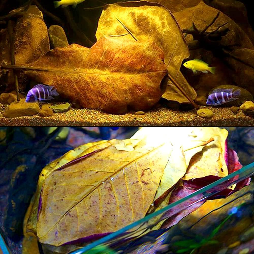 Leonbach 100 Pcs Large Catappa for Fish,5-8 Inch 250G Indian Almond Leaves Creates Native Environment,Catappa Leaves Beta Fish Leaf for Aquarium Shrimp Tank Decorations Water Conditioner image number 2