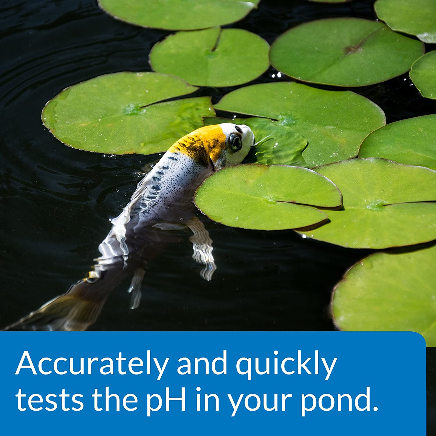 API Pond Water Test Kit, image number 6