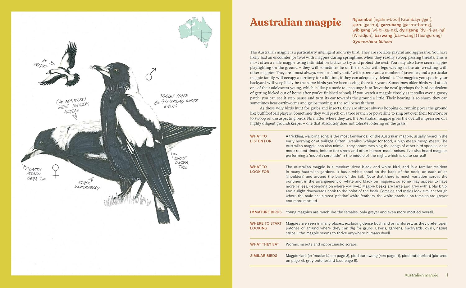 100 Australian Birds image number 6