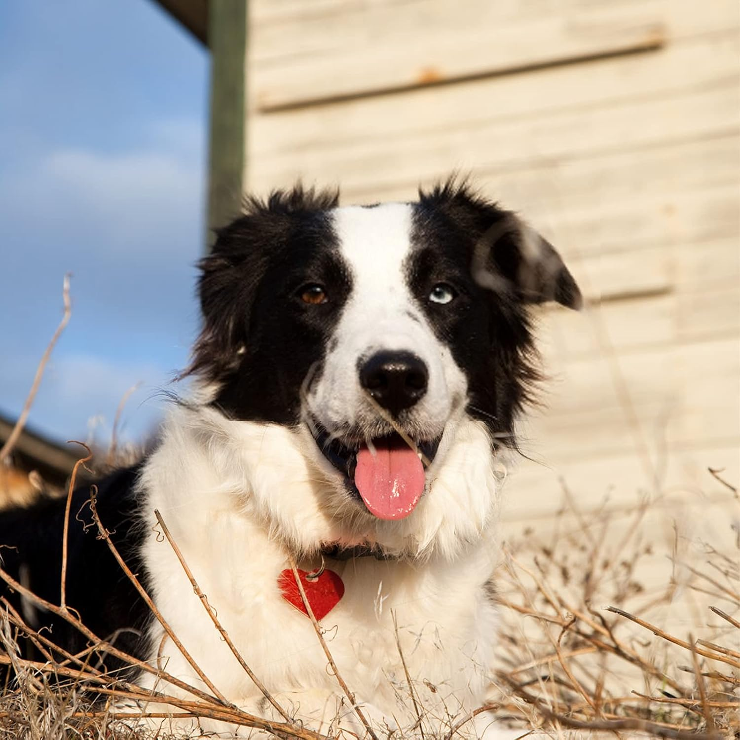 HACRAHO Pet ID Tags, 20 PCS Colorful Dog ID Tags Double Sided Pet Name Phone Number ID Tags with 20 PCS Key Rings for Dogs and Cats, Heart Shape image number 2