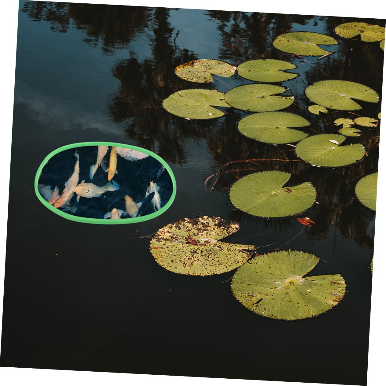 ARTSEWPLY 20Pcs Aquarium Floating Plant Barrier Rings with Fish Feeding Design Promote Photosynthesis and Protect Plants Enhance Tank Beauty Suitable for Aquatic Pets and Fish Feeding