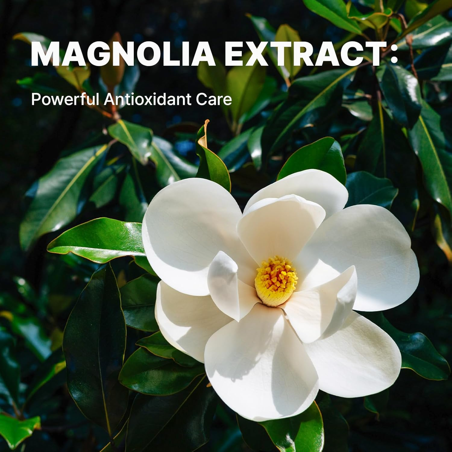 MILLE DE FLEUR Half Moon Magnolia Soap 100G, 1% Magnolia Extract, 9% Sunflower Seed Oil, 10% Glycerin, Korean Vegan Facial Cleanser, Gentle Moisturising Bar for Sensitive Skin image number 3