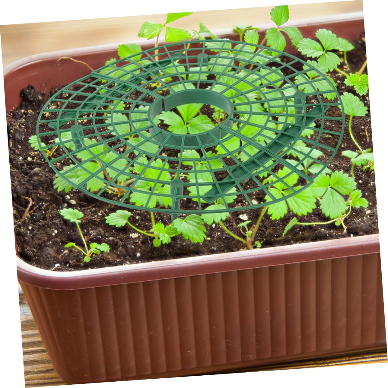 Yardwe 4Pcs Implantation Bracket Garden Hoop Plant Support Hoop Growing Supports for Strawberry Vegetables Plant Arch Climbing Frame Patio Supplies image number 6