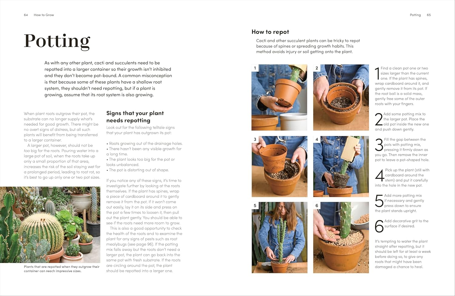 Cacti and Succulents: the Plant Rescuer'S On-Point Advice to Keep Your Plants Looking Sharp image number 3