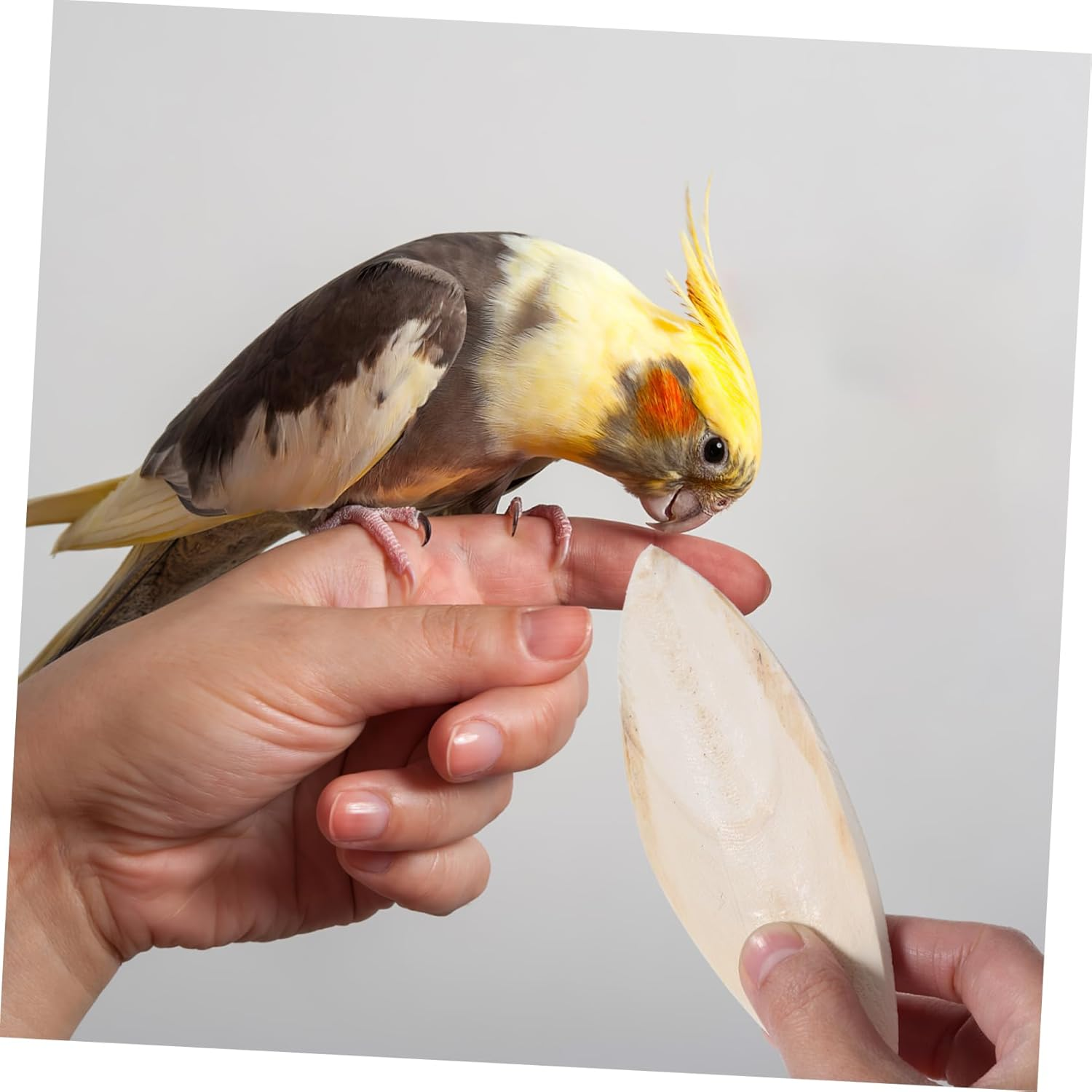 Luxshiny 6 Pcs Natural Cuttlefish Bone Chewing for Birds Safe Polished Bird Cage Accessories for Cockatiels Parrots Promotes Healthy Beak Development