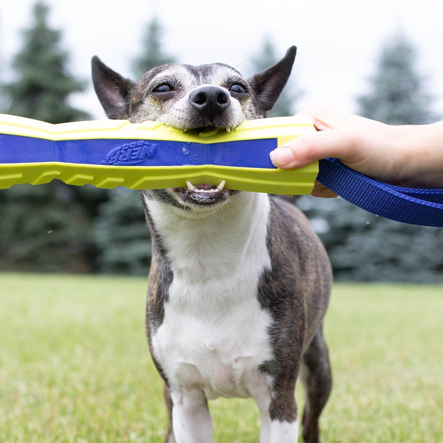 Nerf Dog 12In Tpr/Foam Megaton Competition Stick - Blue/Green image number 4