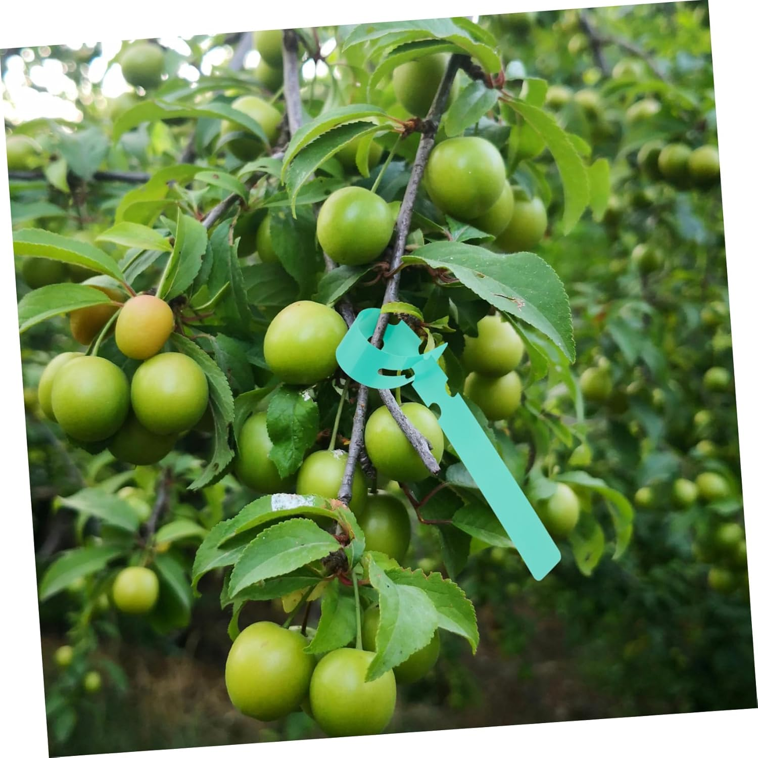 Happyyami 100Pcs Large Writing Surface Plant Labels for Garden Accessories Plastic Plant Tree Tags image number 6