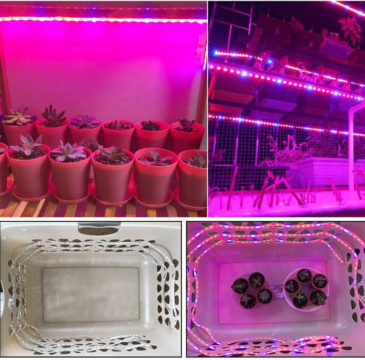 Tesfish LED Plant Grow Strip Light DC 12V IP65 Waterproof Full Spectrum SMD 5050 Red Blue 3:1 Rope Lights for Aquarium Greenhouse image number 2