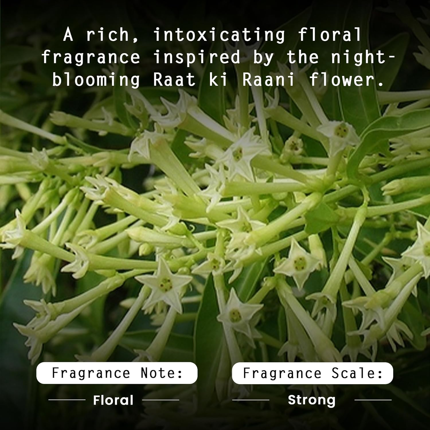 Nyassa Raat Ki Raani Handmade Soap 150 Gms with Shea Butter & Jojoba Oil. Paraben Free, Cruelty Free and 100% Vegetarian. image number 1