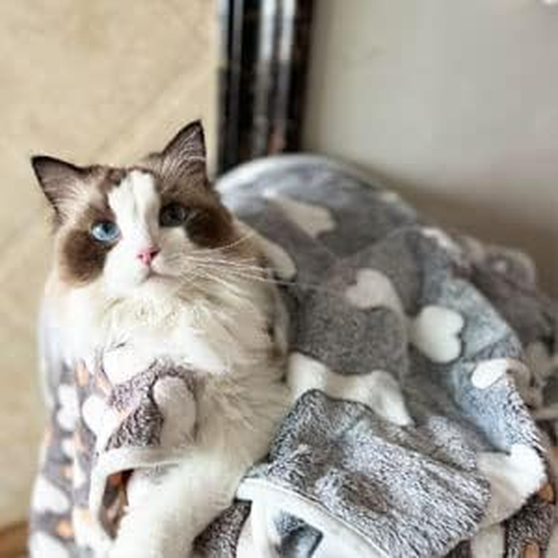 1 Pack 3 Puppy Blankets Super Soft Warm Sleep Mat Grey Cute Print Blanket Fluffy Fleece Pet Blanket Flannel Throw Dog Blankets for Small Dogs Puppy Dogs Fluffy Cats,Bone-Medium(29"X20") image number 6