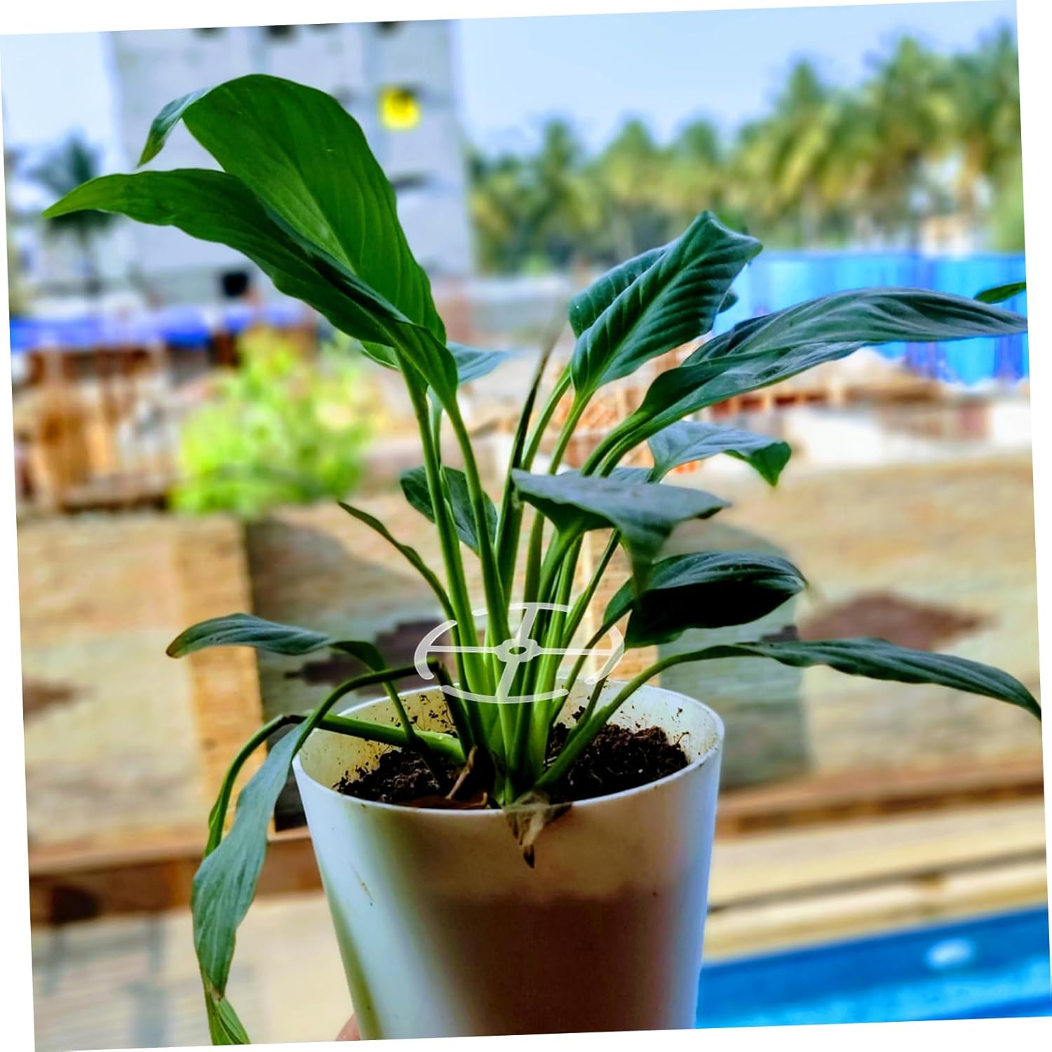 ORFOFE 4Pcs Plant Stem Holders for Indoor Support Versatile Climbing Support for Flowers and Bonsai Easy Installation Acrylic Stems Holder for Indoor Gardening image number 5