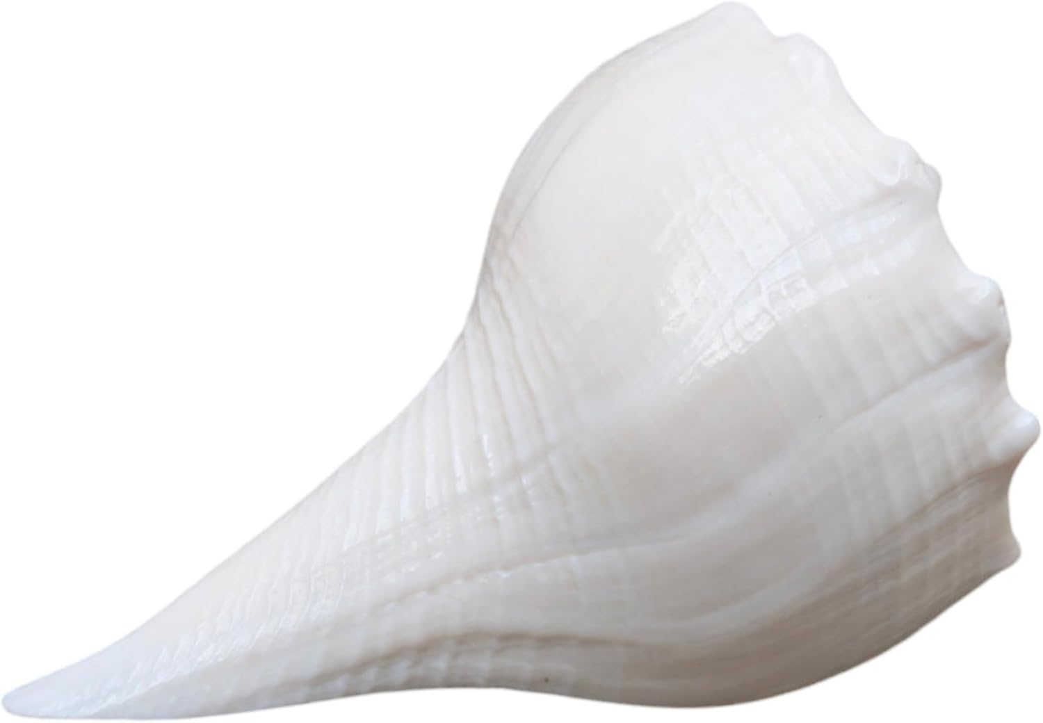 Dakshinavarti Shankh 2"Inch &ndash; Rare Right-Handed Valampuri Conch | White Lakshmi Shankh for Pooja, Abhishek, Vastu | Natural Hindu Religious Shell for Worship & Gifting &ndash; Small Size image number 4