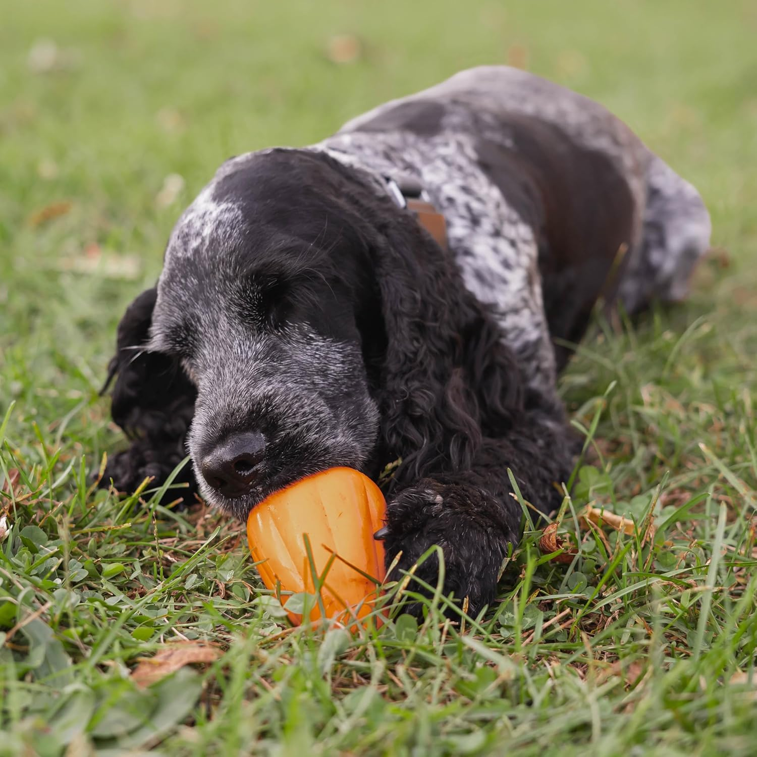 Chew King Premium Treat Dog Toy, Extremely Durable Natural Rubber Toy, Bacon Flavored Dog Toy Orange Medium image number 3