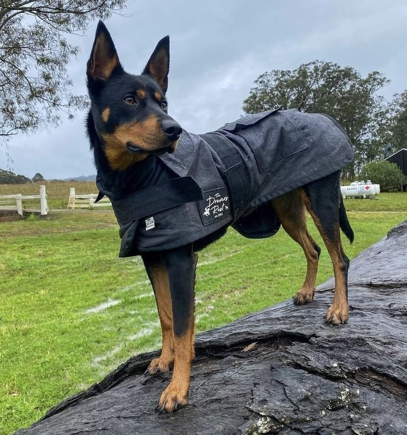 DROVERS Dog and Co Oilskin Coat. Waterproof, Windproof Dog Winter Jacket with Fleece Lining Adjustable Tummy Strap, Two Pockets for Adventure Ready Pets. (35Cm) image number 6