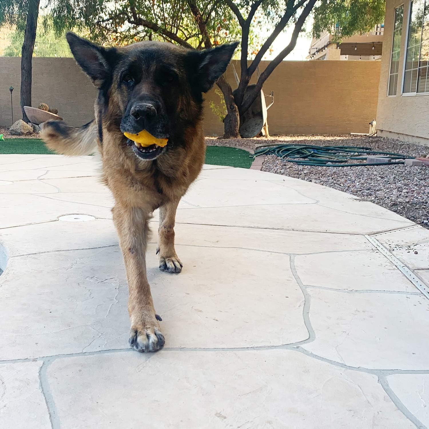 Jalousie 4 Inch Latex Dog Squeaky Toys Soft Rubber Dog Chew Toy Squeaky Toy Fetch Play Animal Ball Toy for Puppy Small Medium Pets Dog (5 Pack Animal Medium) - 5 Animal Small image number 5