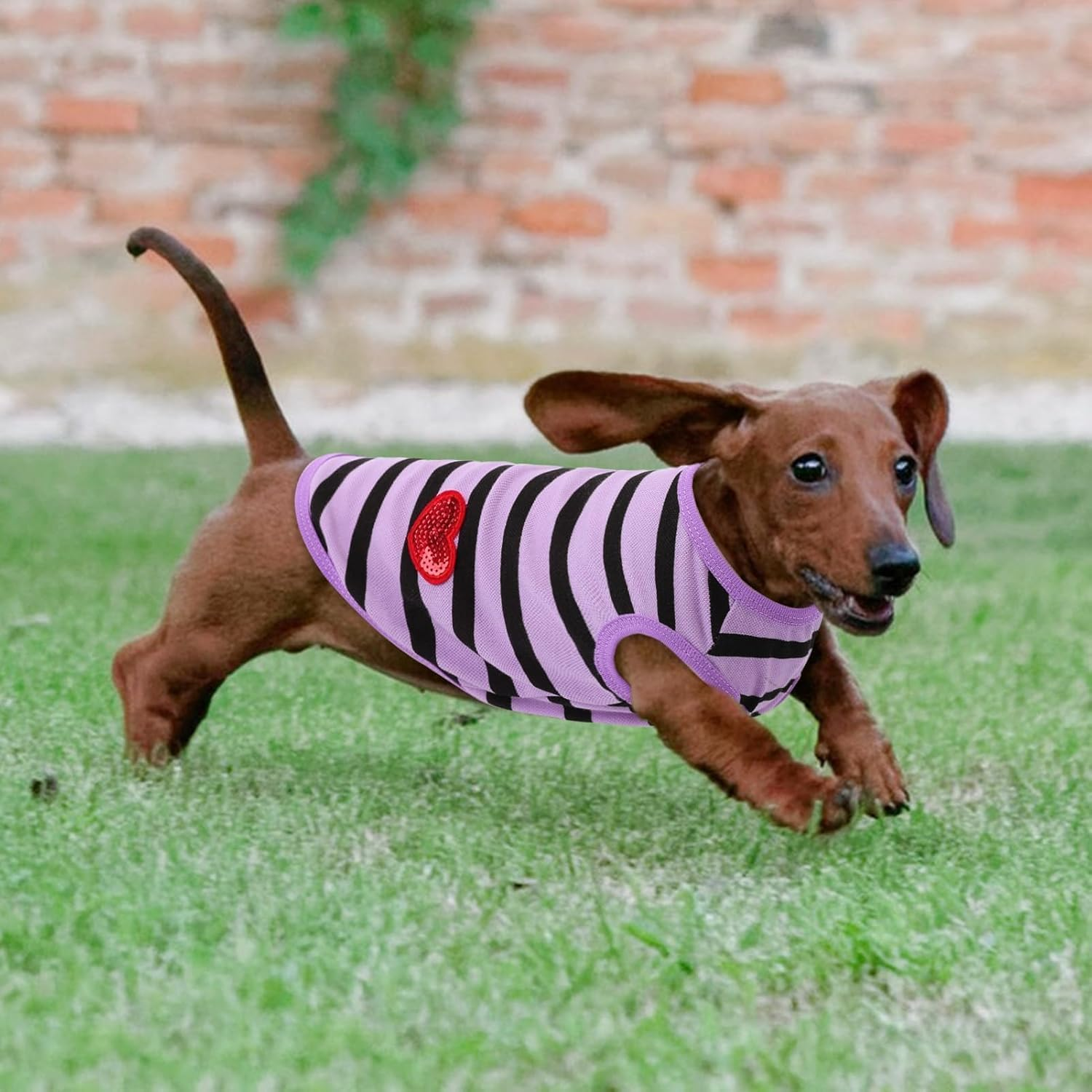 Dog Shirts for Dogs, Striped T-Shirts Pets Vest Pet Apparel Tee Shirts Dog Tank Top Spring Summer (Purple, M)