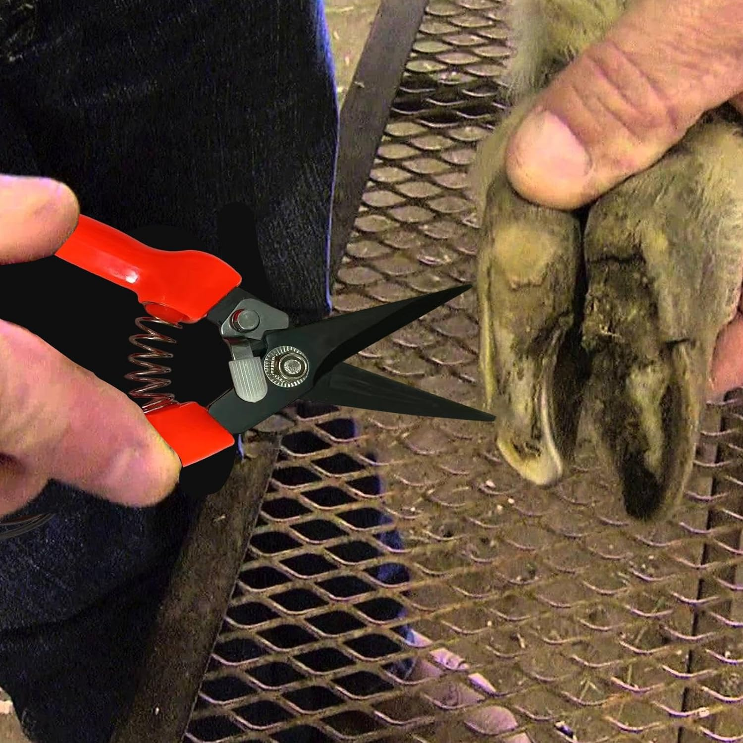 Goat Hoof Trimmer | Ergonomic Sheep Hoof Shears with Spring Load | Precision Nail Clippers for Alpaca, Lamb, Sheep, Hooves image number 3