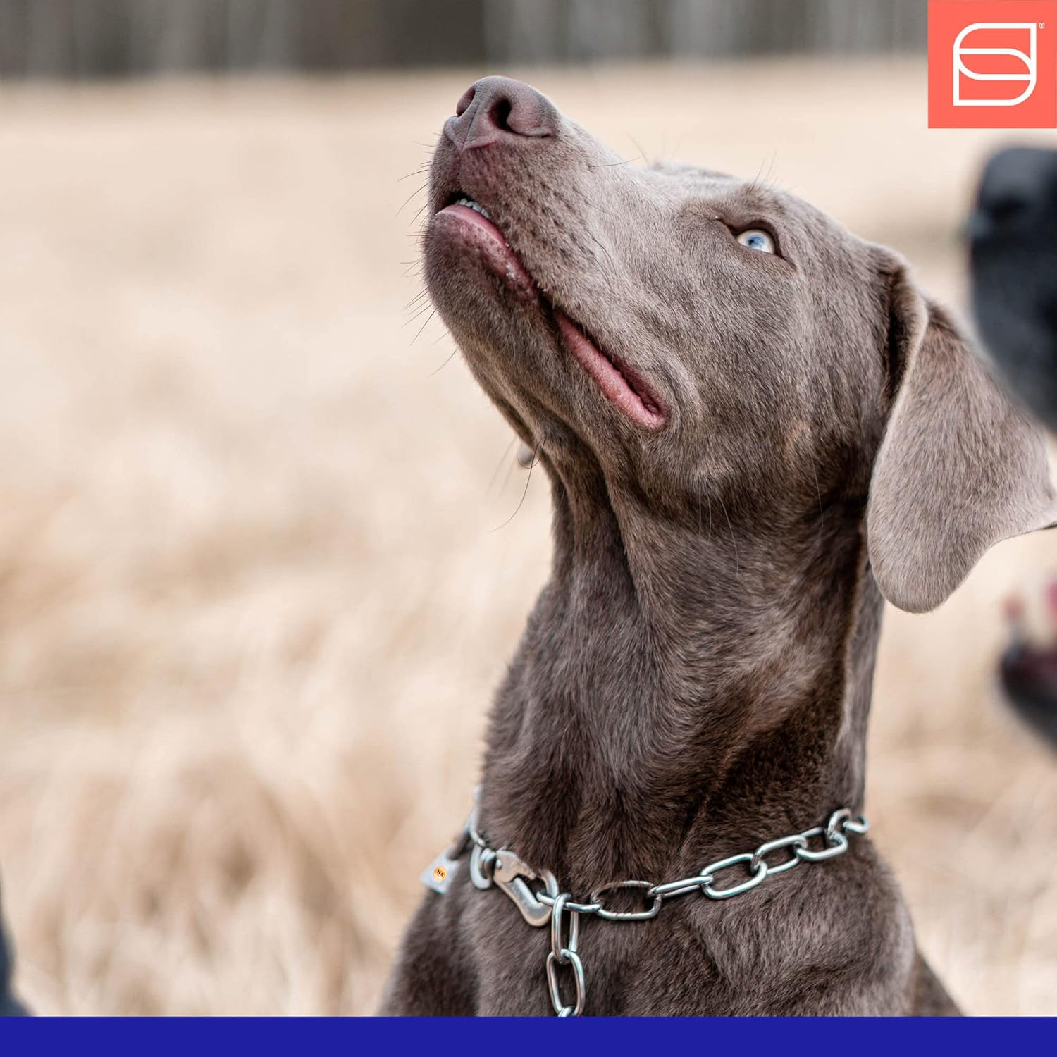 Sprenger Chain Collar Medium with 1 Ring and 1 Snap Hook Stainless Steel 3 Mm for Dogs up to 55 Kg (60 Cm) image number 6