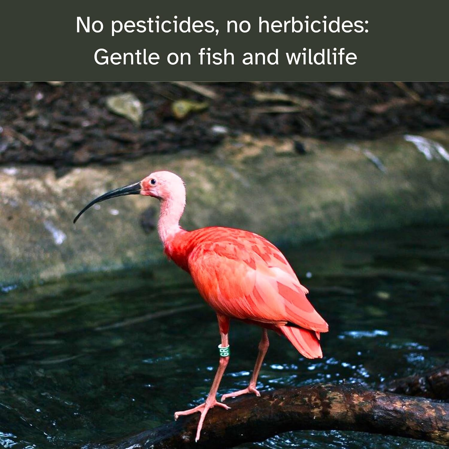 Caplintec Blue Pond Dye | Eco-Friendly Blue Liquid Pond Dye Safe for Fish and Wildlife | Pond Algae Control & Weed Prevention | Water Garden Pond Treatment 3000 Litres Coverage (100 Ml, Blue) image number 3