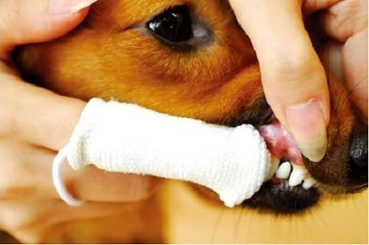 Petosan Oral Cleaner Finger Cloth for Dogs, Vet (Single) image number 1