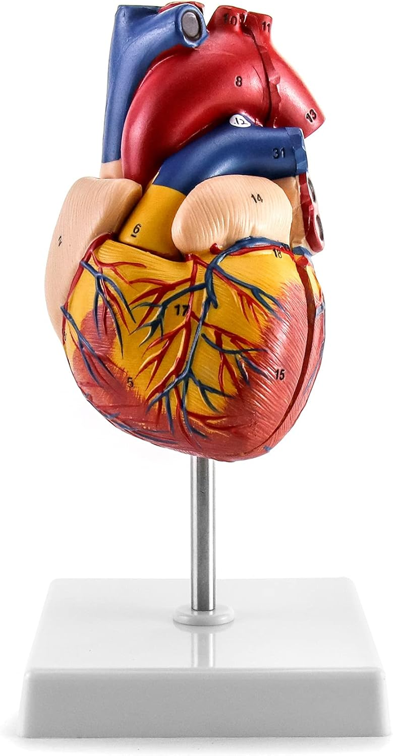 QWORK Human Heart Model, Anatomically Accurate Numbered 2-Part Life Size Heart Medical Model with 34 Anatomical Structures, Held Together with Magnets on Base image number 4