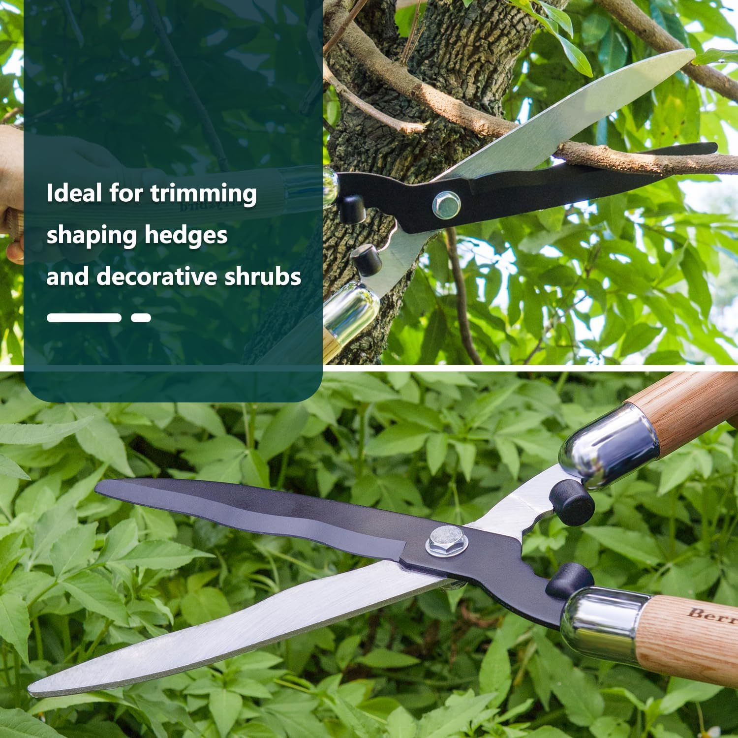 Berry&Bird Garden Hedge Shears, 50.5Cm/19.88In Heavy Duty Pruning Shear for Trimming Borders Bushes, Manual Hedge Clippers with Wooden Handle and SK5 High Carbon Steel Sharp Blades Gardening Scissors image number 2