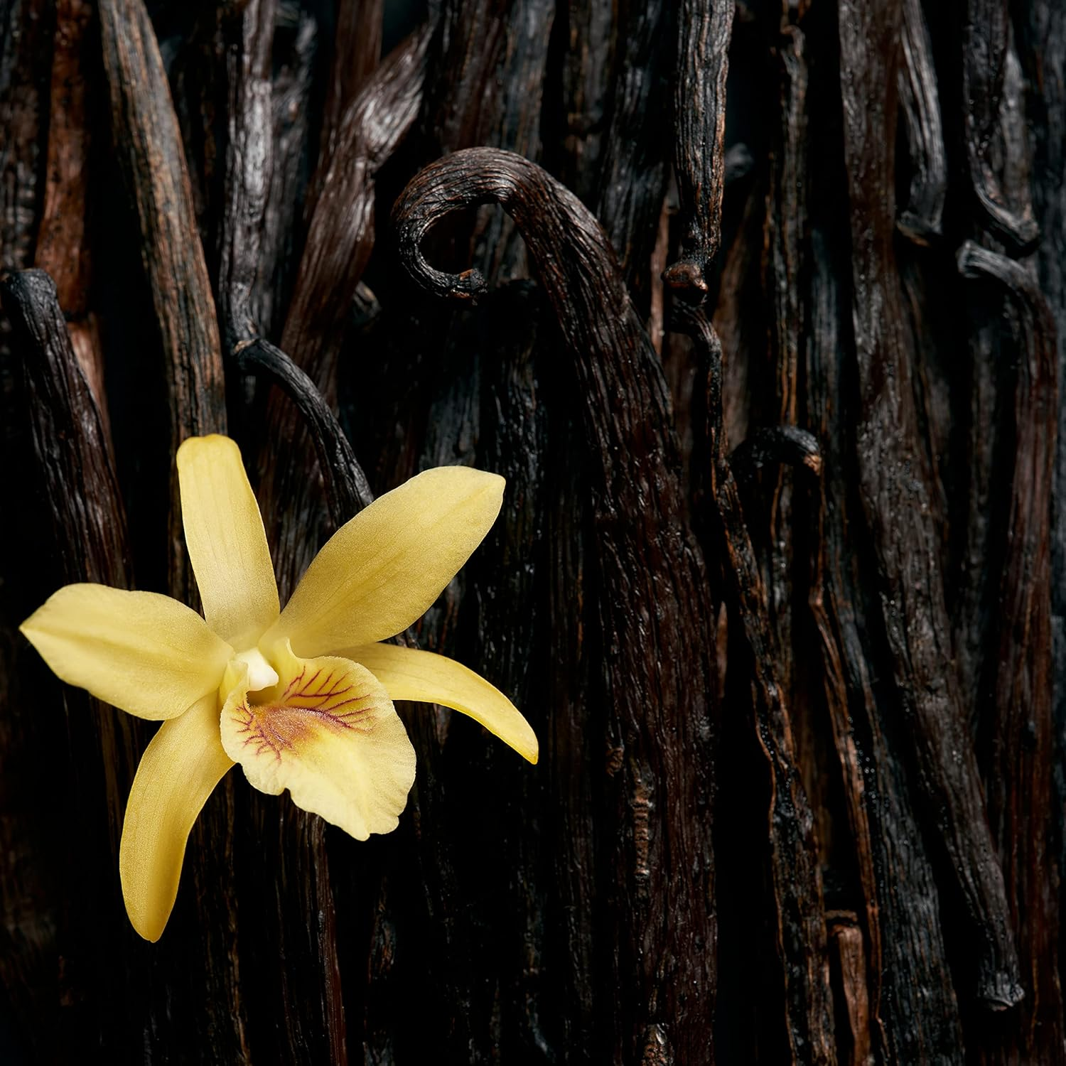 Esacada Escada Celebrate N.O.W Eau De Parfum for Women, 80Ml image number 6