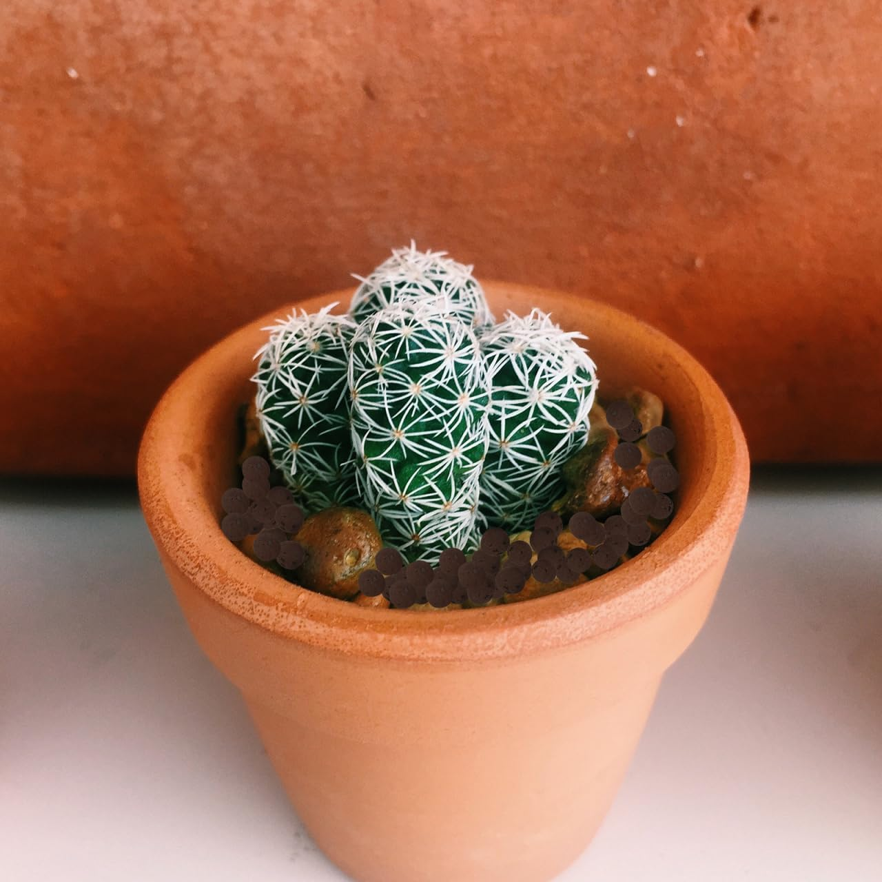 Garneck for Orchid Planting - Breathable Indoor Potting Soil - Lightweight Growing Medium for Healthy Roots Ideal for Home Decor and Garden Use 2L Bag image number 6