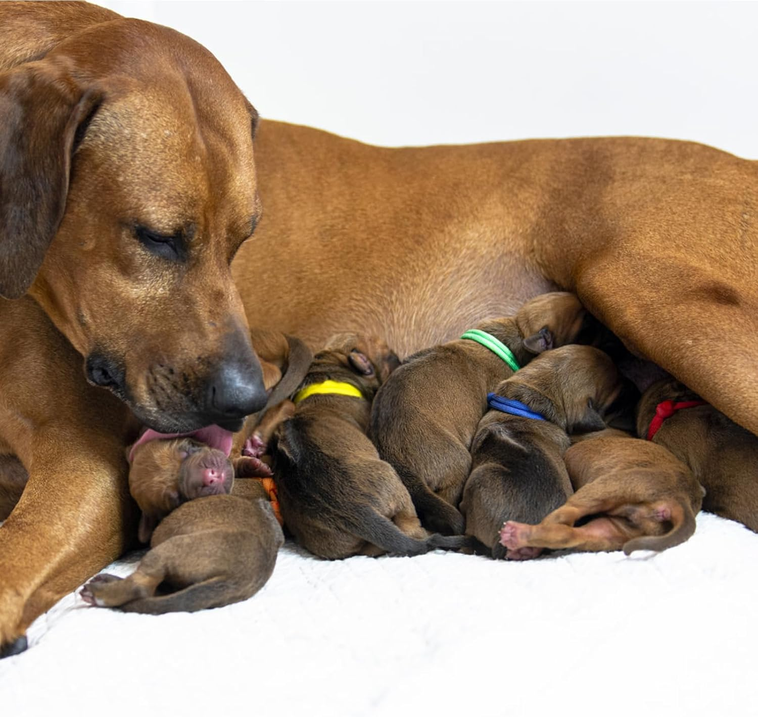 JJWNMLL 16Pcs Puppy ID Collars,Newborn Kitten Collars, Soft Polyester Collars Adjustable Puppy ID Bands Identification Puppy Collar for Dog Kitten Newborn Pet Identification,Multi Coloured (S,12-20CM) image number 2