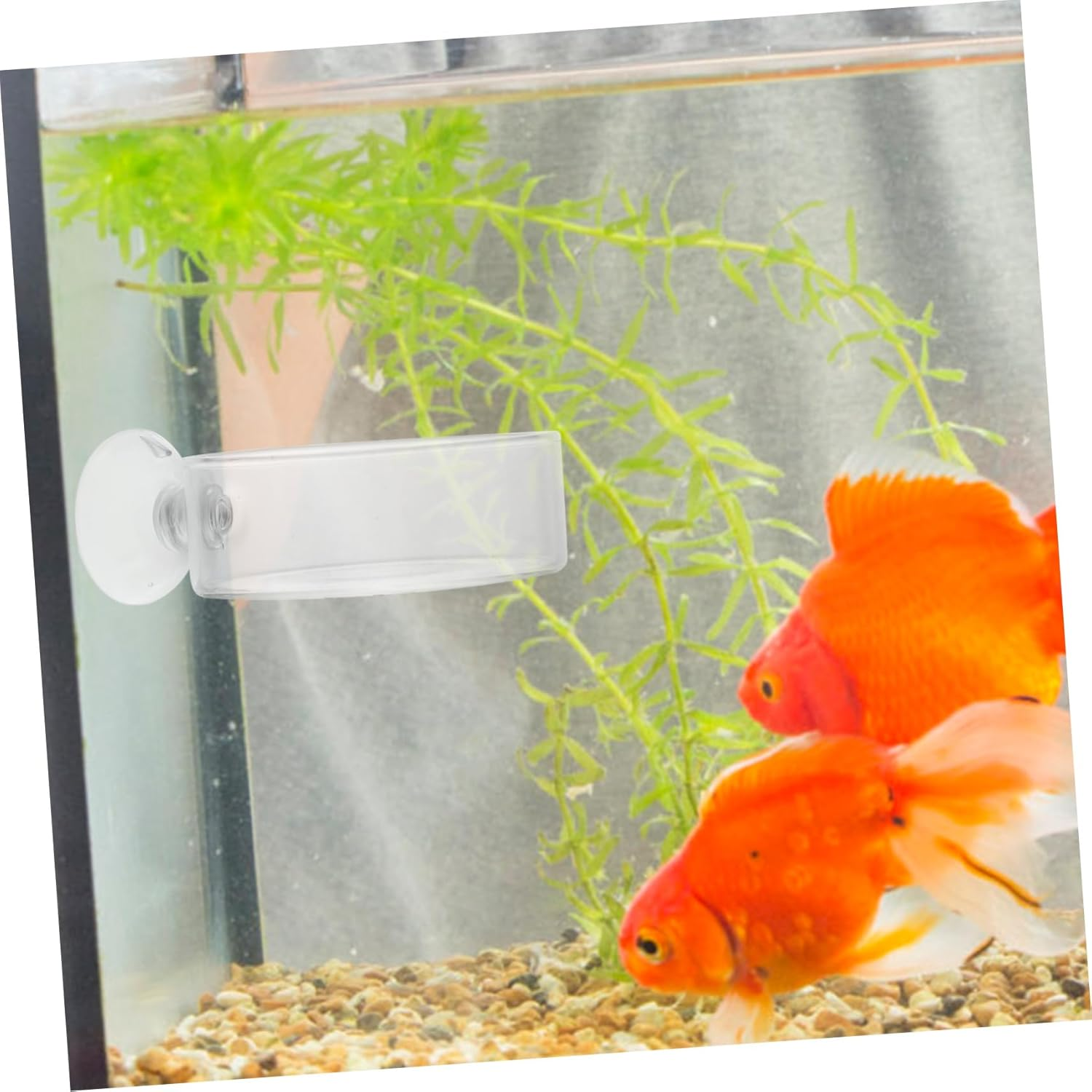 EXAOMBLE Reptiles Shrimp Feeders with Suction Cups 2Pcs Aquarium Shrimp Feeding Trays Home for Fish Tank and Pet Reptiles image number 2