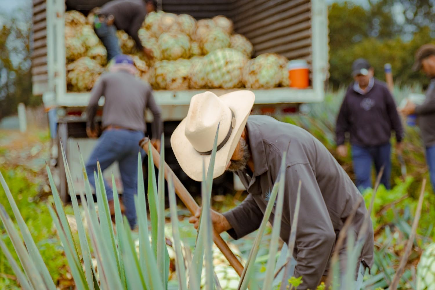 Cazcabel Honey Tequila 700Ml @ 34% Abv image number 1