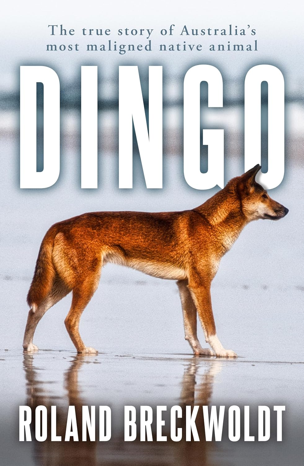 Dingo: the True Story of Australia'S Most Maligned Native Animal