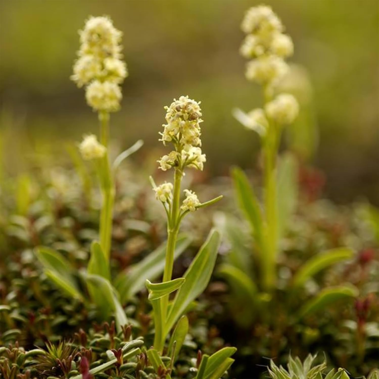 Speick Men Active after Shave Lotion, 100Ml image number 4