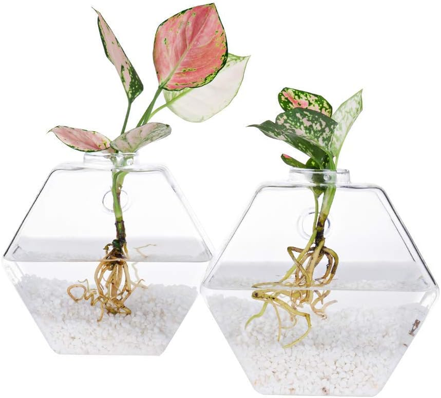 Kingbuy Design Home Decor Wall Decorations Set of 3 Pack Plant Terrarium Glass Planter Hexagon Shape Wall Hung Water Planting Glass Vase image number 6