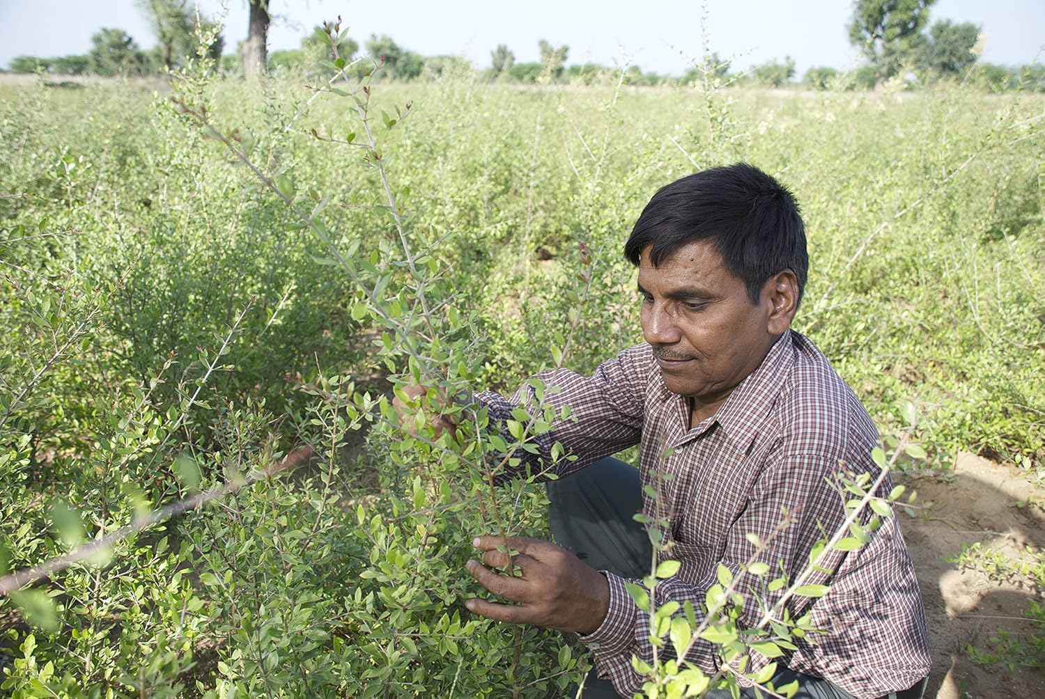 Naiad Henna + Wood Indigo, Black, 14.1 Oz (400 G) image number 4