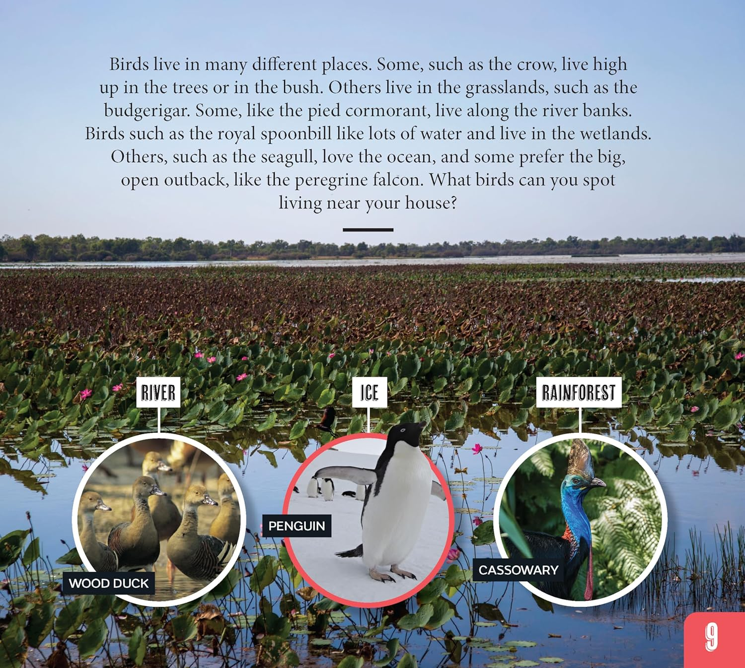 AG Discover: Aussie Birds image number 4