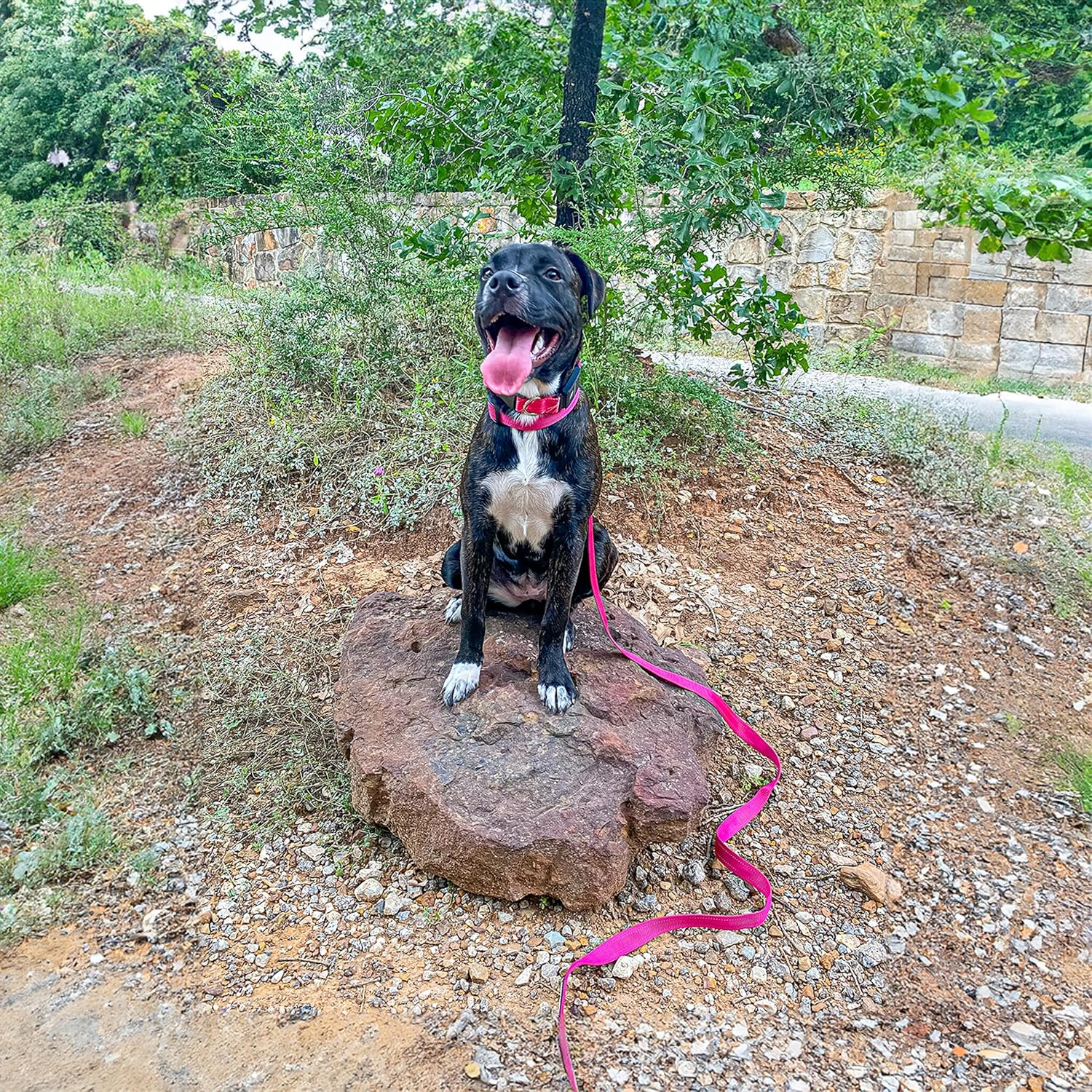 Voyager Reflective Dog Leash with Neoprene Handle, 5Ft Long, Supports Small, Medium, and Large Breed Puppies, Cute and Heavy Duty for Walking, Running, and Training - Fuchsia (Leash), S image number 2