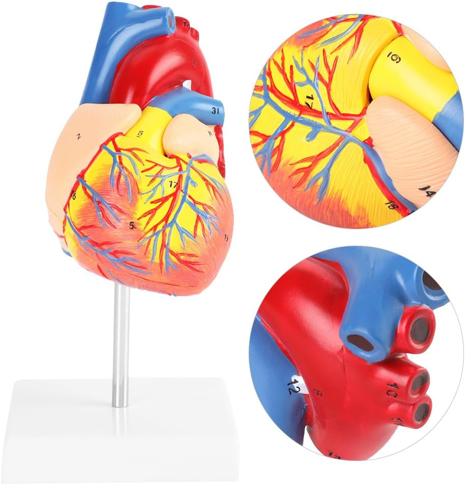Heart Model, 491G with Base Life Size Anatomical Heart Model, Anatomical Study for Education image number 3